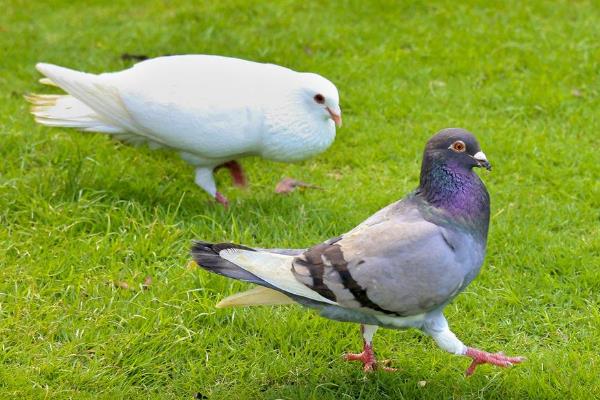 鴿痘簡單的方法治療，是怎么引起的