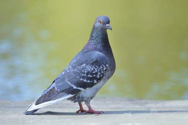 鴿痘簡單的方法治療，是怎么引起的