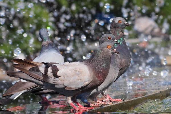 鴿痘簡單的方法治療，是怎么引起的