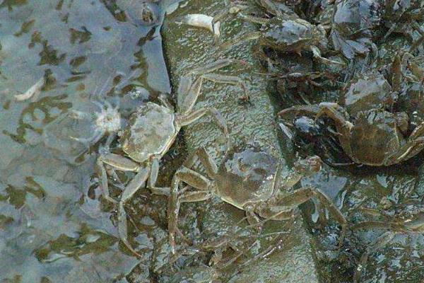 蟹苗放養的時間，放養前要注意哪些