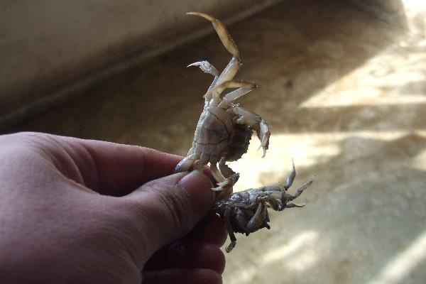 蟹苗放養的時間，放養前要注意哪些