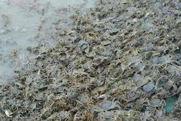 蟹苗放養的時間，放養前要注意哪些