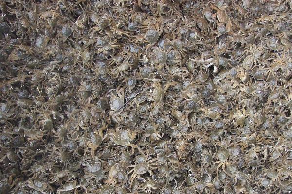 蟹苗放養的時間，放養前要注意哪些