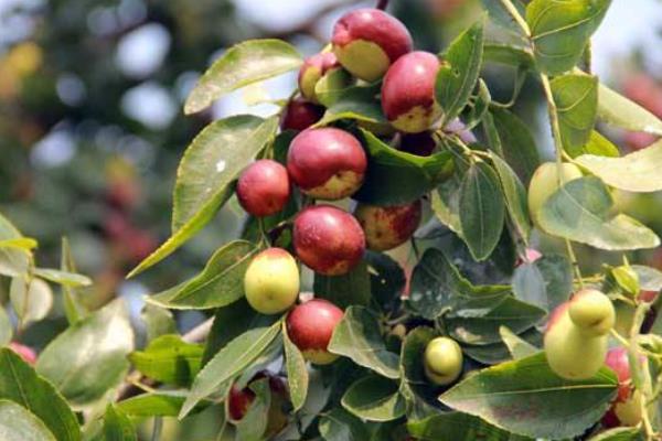 棗樹施肥的時間是幾月份，開花期間能不能施肥