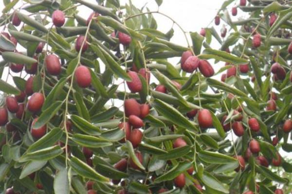 棗樹施肥的時間是幾月份，開花期間能不能施肥