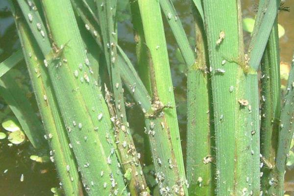 防治稻飛虱配方,常用哪些藥