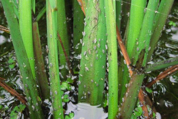 防治稻飛虱配方,常用哪些藥