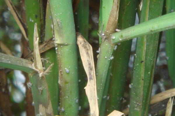 防治稻飛虱配方,常用哪些藥