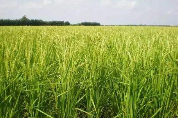 農業種植什么掙錢