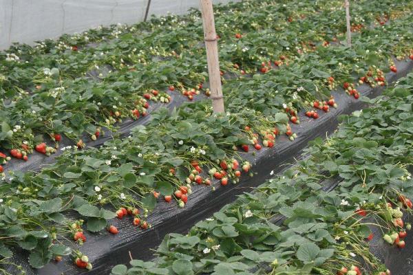 農業種植什么掙錢