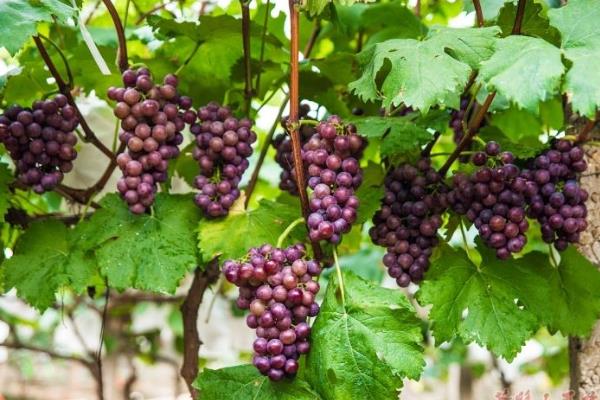 農業種植什么掙錢