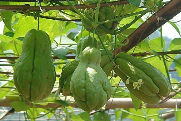 農業種植什么掙錢