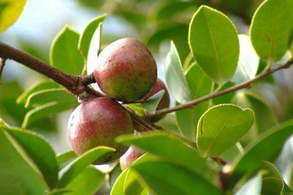 什么油茶品種產(chǎn)量高