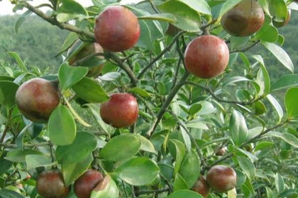 什么油茶品種產(chǎn)量高