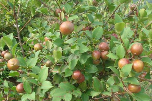 什么油茶品種產(chǎn)量高