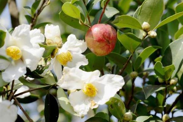 什么油茶品種產(chǎn)量高