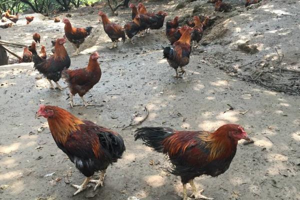 養(yǎng)3000只散養(yǎng)雞的利潤,要多大地方