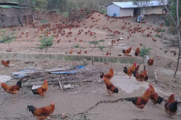 養(yǎng)3000只散養(yǎng)雞的利潤,要多大地方