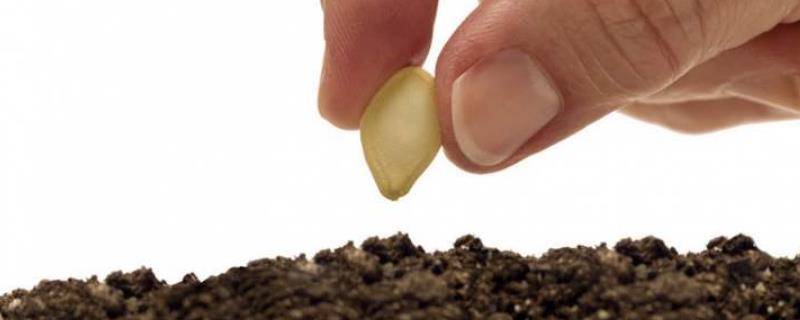 下鄉銷售種子技巧