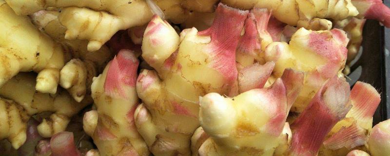 發了芽的姜還能吃嗎，綠色的芽