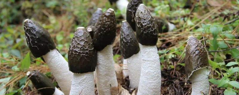 冬蓀種植一畝投資多少，附利潤分析