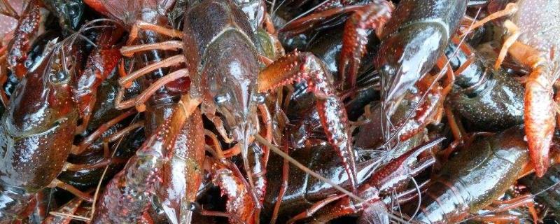 農村適合養殖什么，這幾個項目投資小見效快