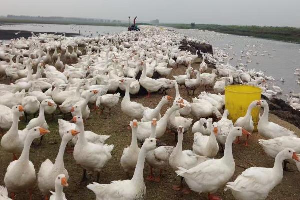 周期短見效較快的養殖項目有哪些