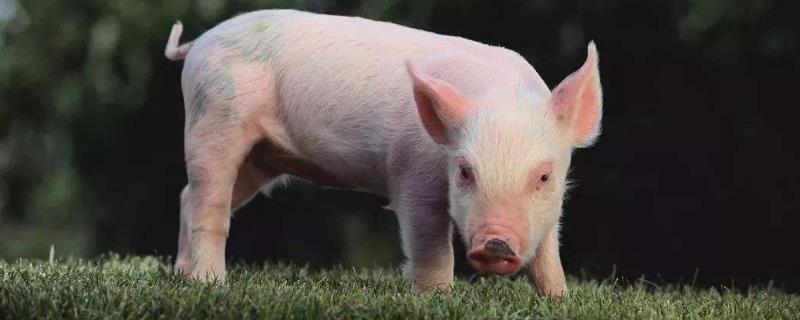 什么時間喂豬比較好，掌握正確喂豬時間