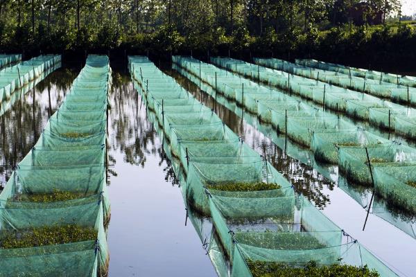 周期短見效較快的養殖項目有哪些