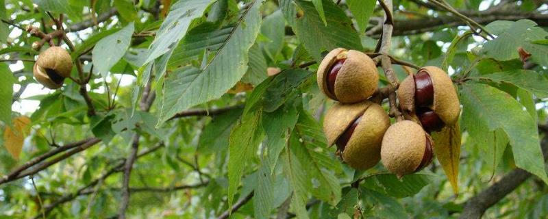 七葉果的食用方法，附功效與作用