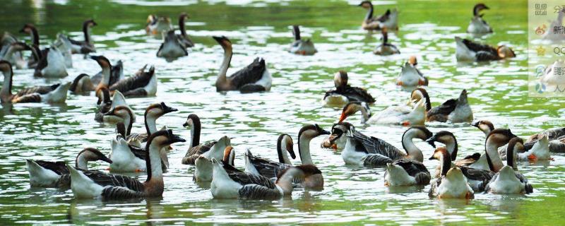 養殖業什么較穩，成本較低能賺錢