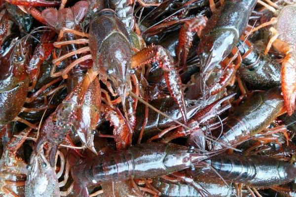 養殖業什么較穩,成本較低能賺錢