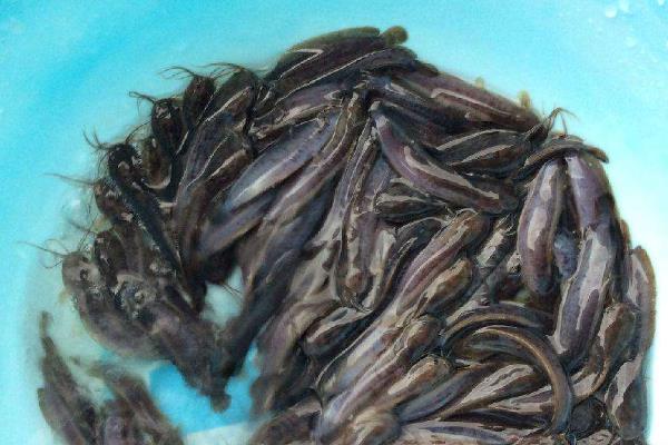 土塘鲺養殖密度，附養殖方法