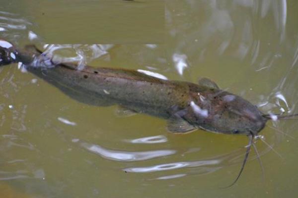 土塘鲺養殖密度，附養殖方法