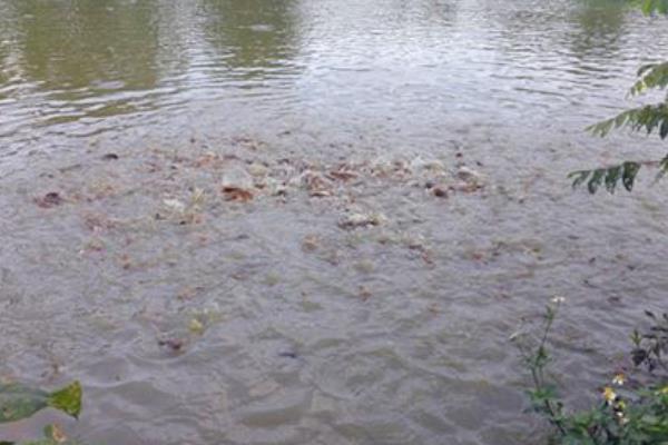 土塘鲺養殖密度，附養殖方法