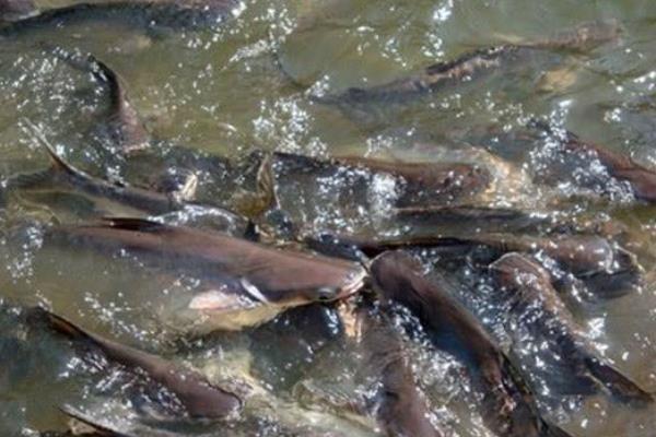 土塘鲺養殖密度，附養殖方法