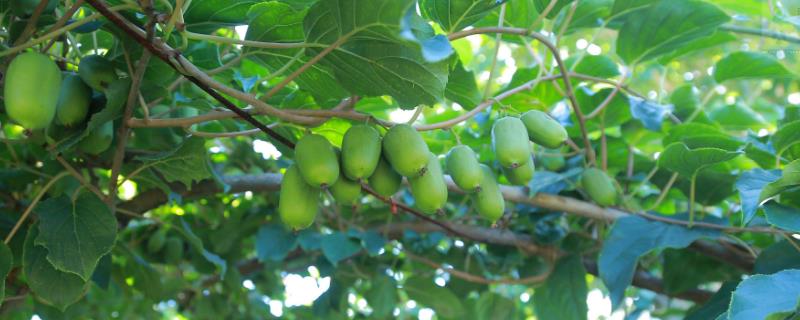 什么品種軟棗甜，更受歡迎更好賣