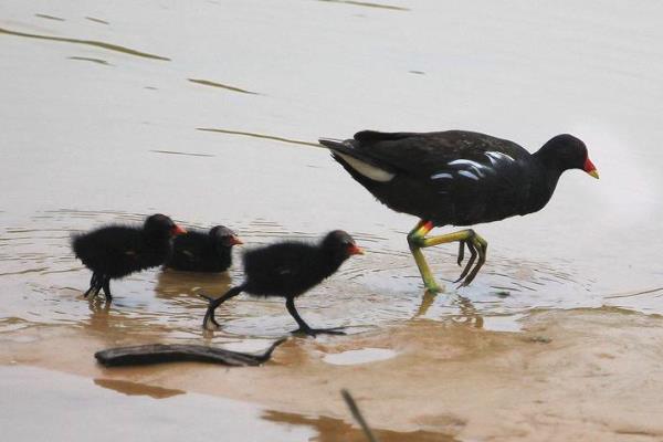 室內(nèi)養(yǎng)殖好項(xiàng)目有哪些