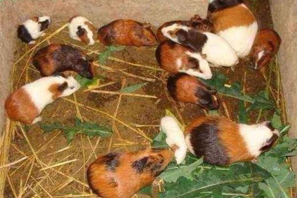 室內(nèi)養(yǎng)殖好項(xiàng)目有哪些