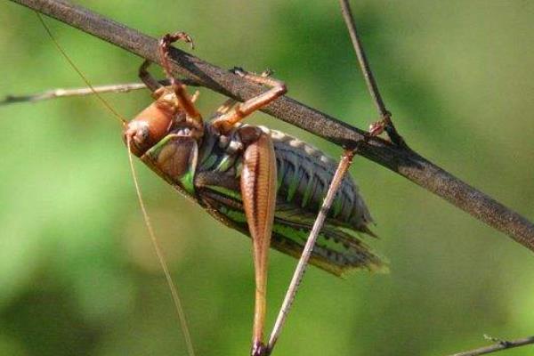 室內(nèi)養(yǎng)殖好項(xiàng)目有哪些