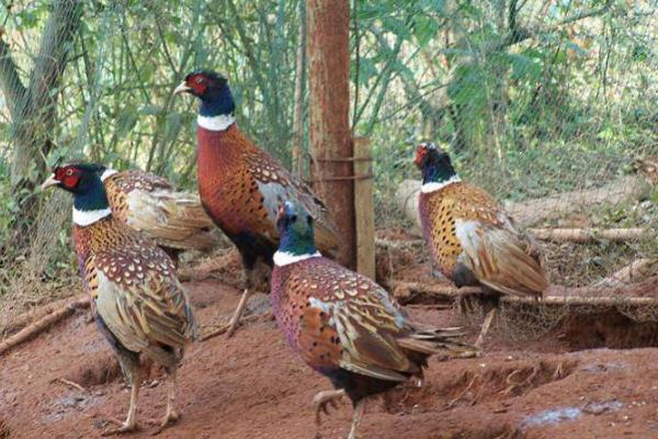 室內(nèi)養(yǎng)殖好項(xiàng)目有哪些