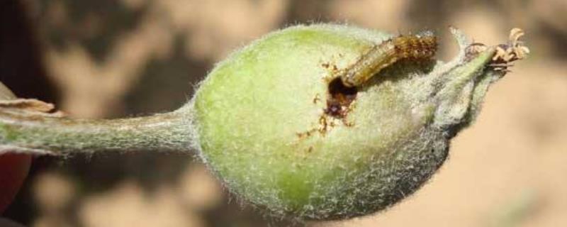 梨食心蟲防治時間，建議用這些特效藥