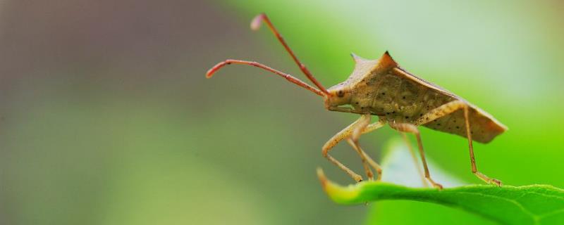 治盲蝽蟓的簡單藥，附平時防治方法