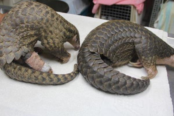 人工如何養殖穿山甲