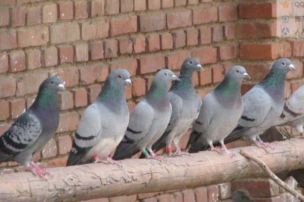 鴿痘簡單的方法治療，是怎么引起的