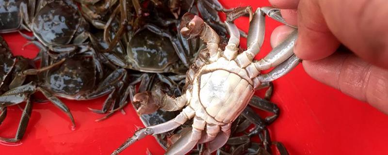 蟹苗放養的時間，放養前要注意哪些
