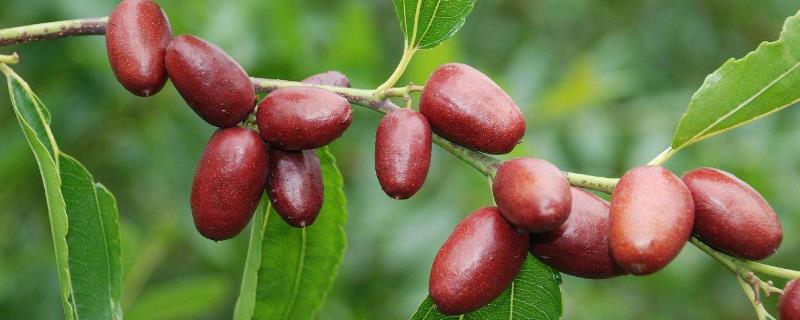 棗樹施肥的時(shí)間是幾月份,開花期間能不能施肥