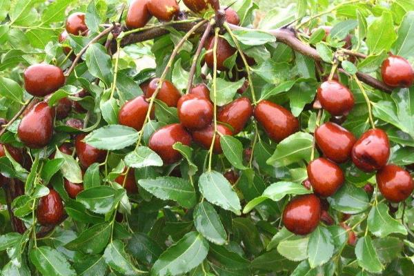 棗樹施肥的時間是幾月份，開花期間能不能施肥