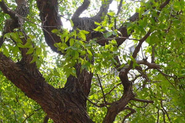 棗樹施肥的時間是幾月份，開花期間能不能施肥