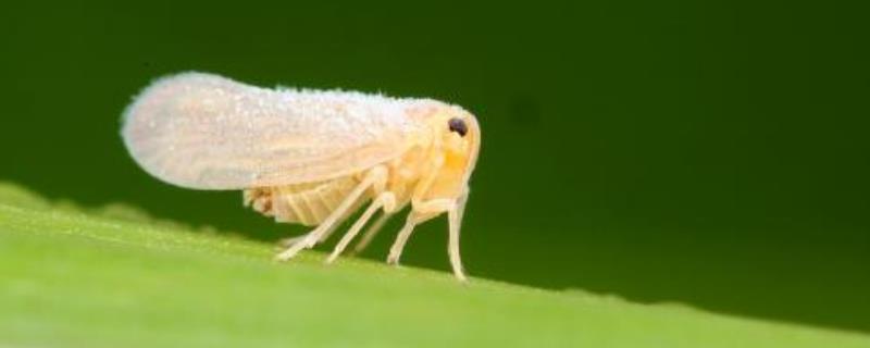 防治稻飛虱配方,常用哪些藥